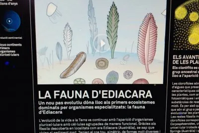 Fauna