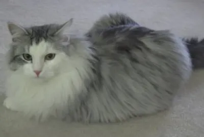 Siberiano grigio e bianco