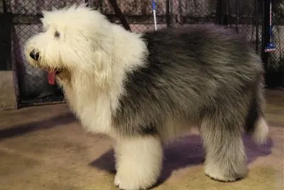 Old english sheepdog
