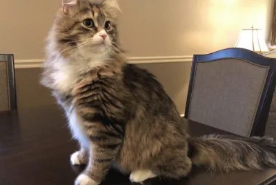 Siberiano tigratura spotted