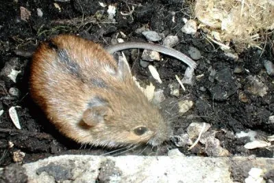 Topo selvatico a dorso striato