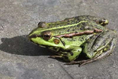 Esculenta