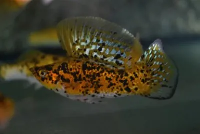 Dalmatian gold sailfin molly
