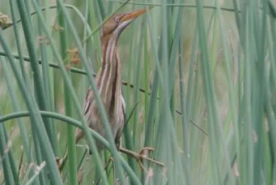 Tarabusino minore americano