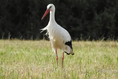 Storch
