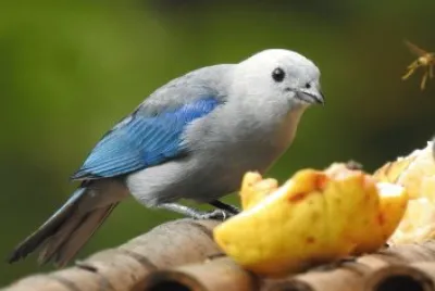 Blaue oder Bischofstangare