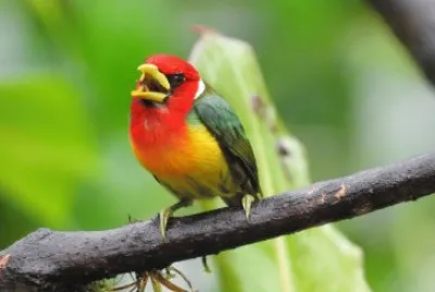 Andenbartvogel in Kolumbien
