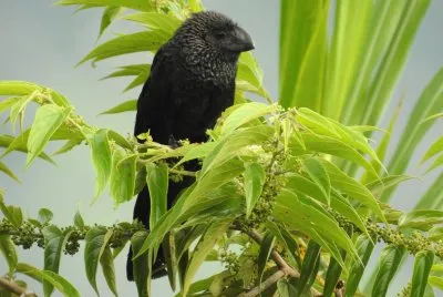 Ani ( amerikanischer Kuckuck ) in Kolumbien