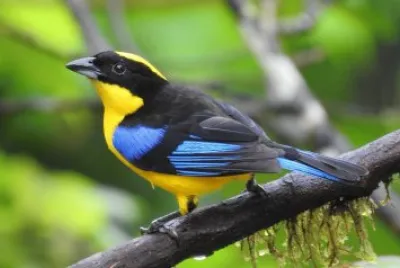 BlauflÃ¼gel - Bergtangare in Kolumbien