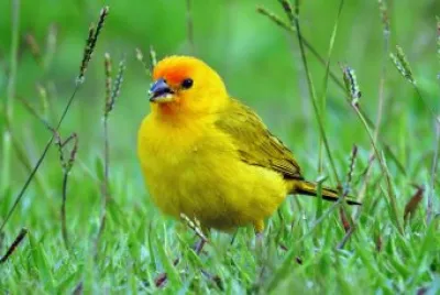 Safranammer in Kolumbien