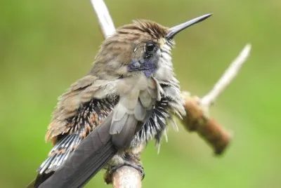 Kolibri