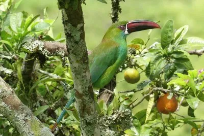 Tukan in Kolumbien