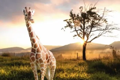 JIRAFA EN EL SERENGUETI