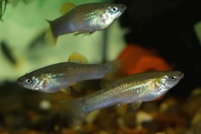 Poecilia mexicana