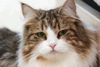 Siberiano marrone e bianco jigsaw puzzle