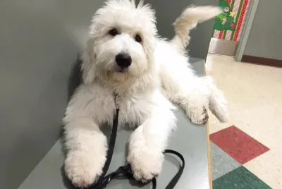 Doodle creek jigsaw puzzle