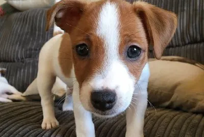 â™¥ jigsaw puzzle