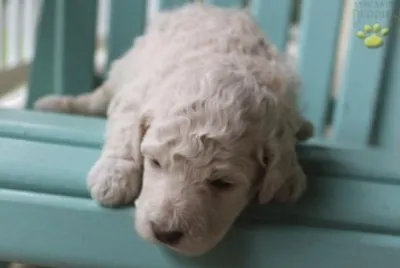 Englishdoodle jigsaw puzzle