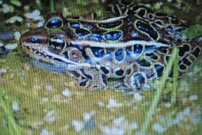 Leopardo jigsaw puzzle