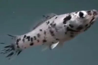 Poecilia latipinna jigsaw puzzle