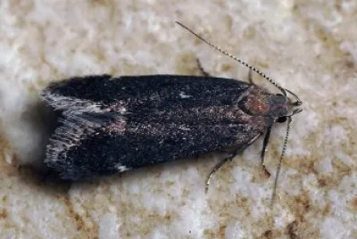 Syncopacma vinella jigsaw puzzle