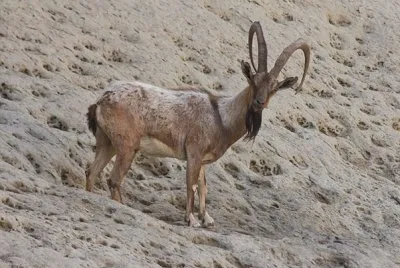 Aegagrus blythi jigsaw puzzle