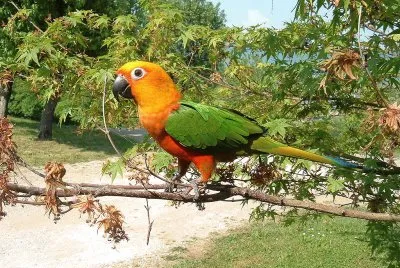 Conuro janday jigsaw puzzle