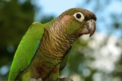 Conuro guanceverdi jigsaw puzzle