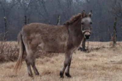 Bardotto incrocio tra cavallo e asina jigsaw puzzle