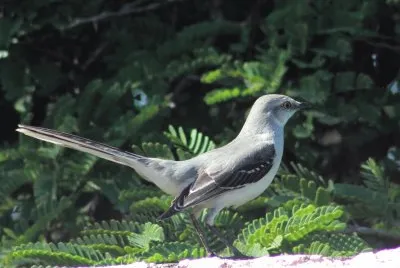 My beautiful bird neighbor jigsaw puzzle