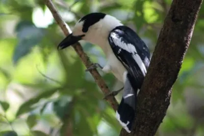 Vanga dal becco uncinato jigsaw puzzle