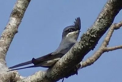 Rondone arboricolo crestato jigsaw puzzle