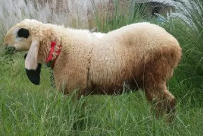 Kajla lamb jigsaw puzzle