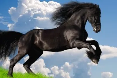 Animais jigsaw puzzle