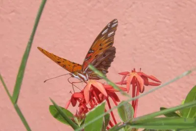 Very beautiful butterfly in my garden