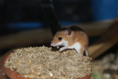 Topo pigmeo sudafricano jigsaw puzzle