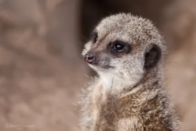 Meerkat jigsaw puzzle