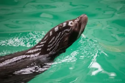 sealion jigsaw puzzle