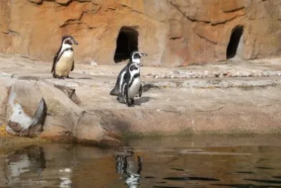 Penguins jigsaw puzzle