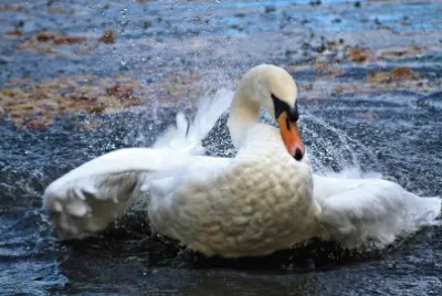 swan jigsaw puzzle