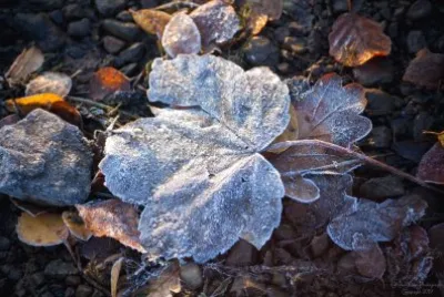 Frosty leaves