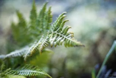 Frosty fern