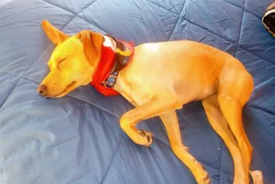 tokio dog jigsaw puzzle