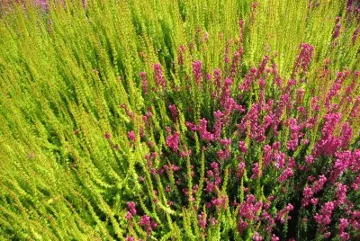 Heather Garden