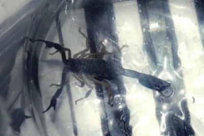 My cute friend scorpion jigsaw puzzle