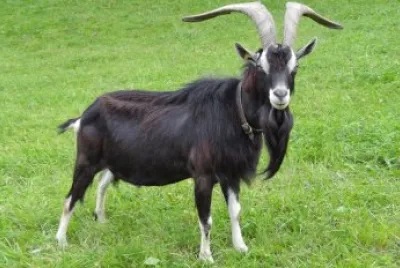 Striata grigionese jigsaw puzzle