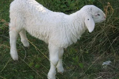 Jagnje jigsaw puzzle