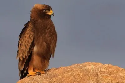 Booted jigsaw puzzle