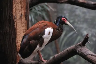 Ibis crestato di foresta jigsaw puzzle