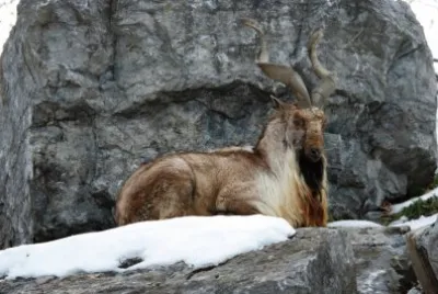 Falconieri jigsaw puzzle